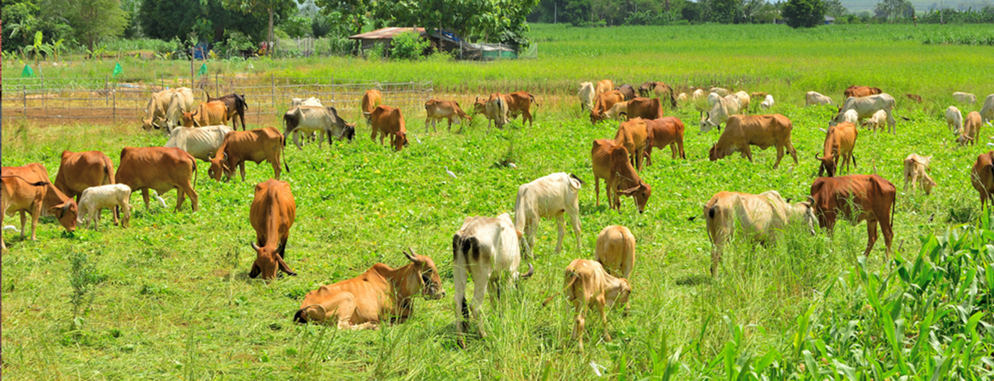 Sustainability Farming
