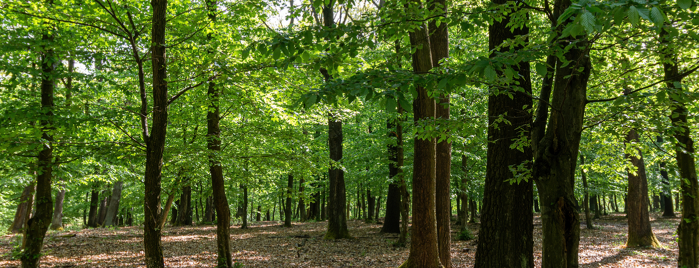 Forestation 