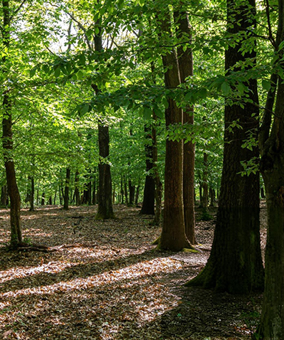 Forestation 